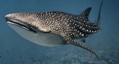 Whale Sharks: Gentle Giants of The Sea